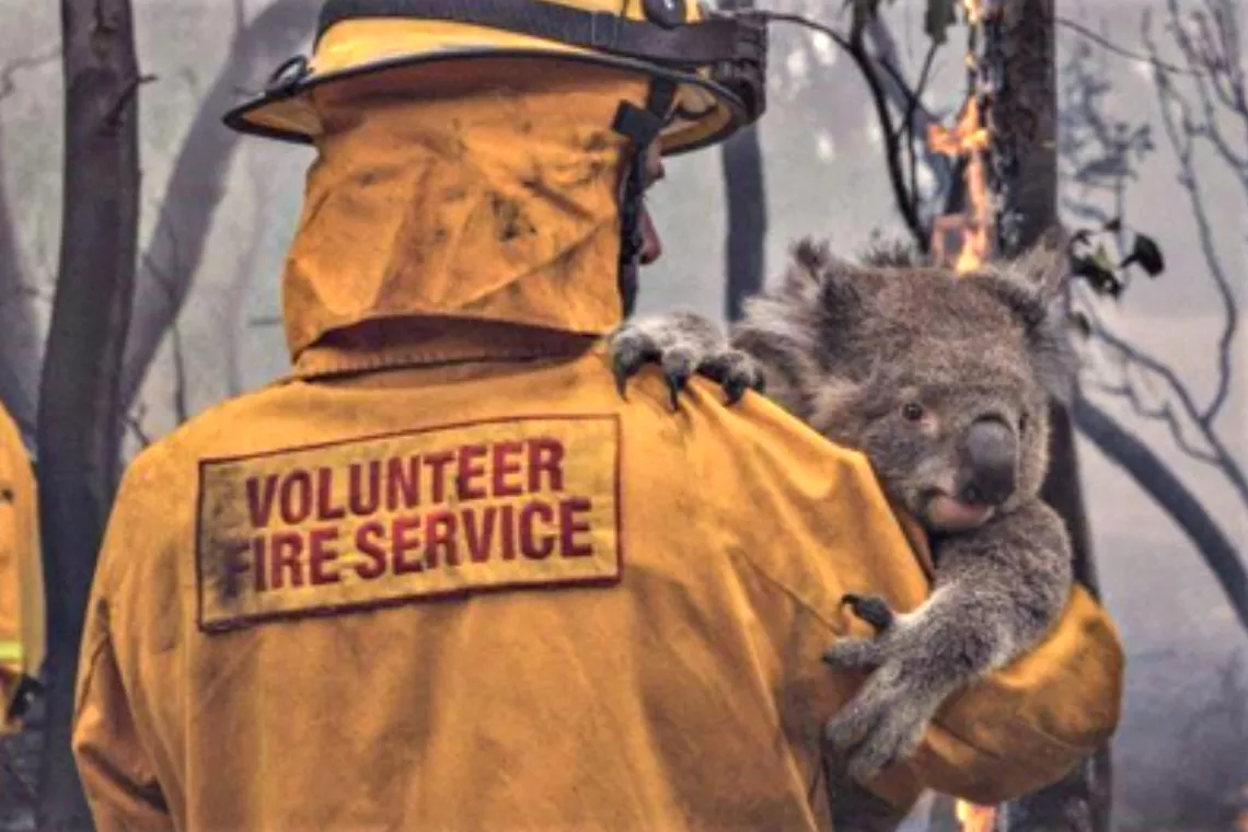 Volunteer fireman holds koala in front of fire-damaged trees
